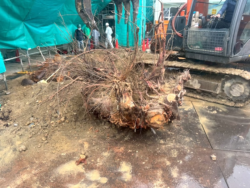 抜根（ばっこん）とは