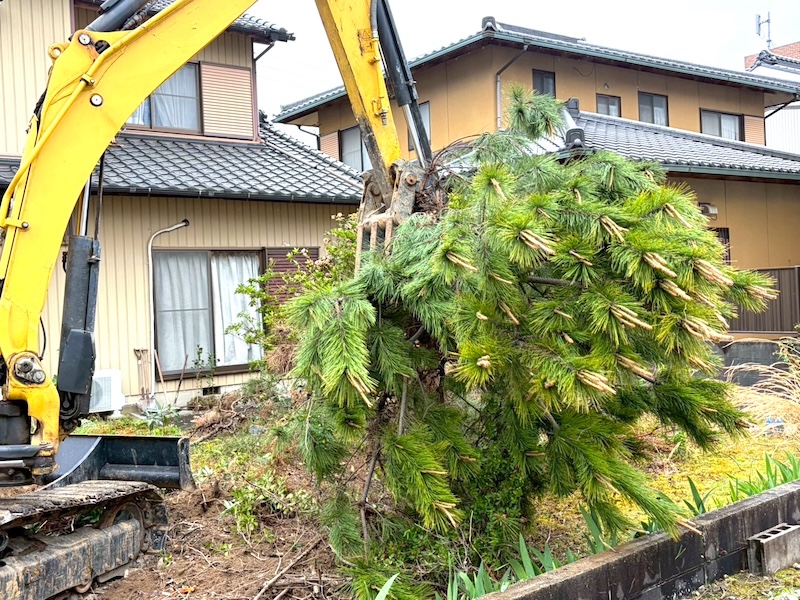 伐採（ばっさい）とは